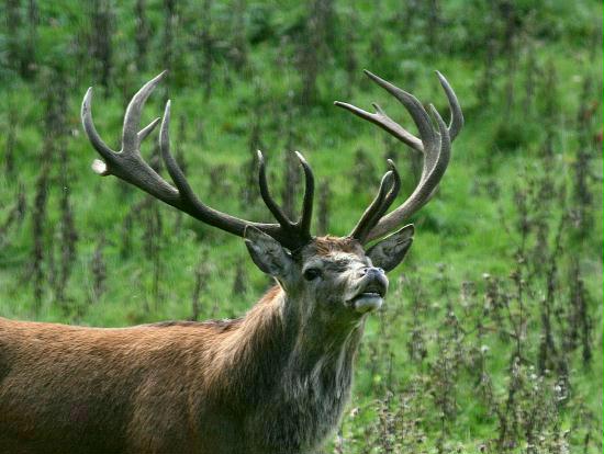 Red Deer <i>Cervus elaphus</i>